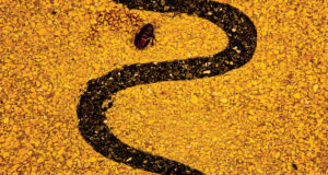 SOROR DOLOROSA – Apollo